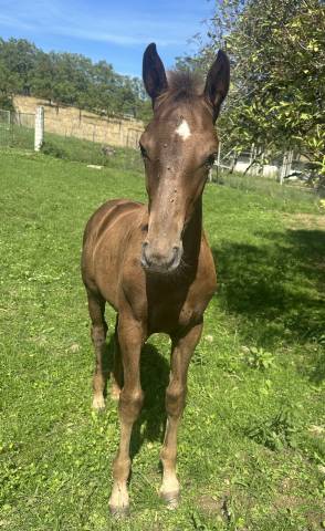 à vendredi pouliche oc - née en mai 2025