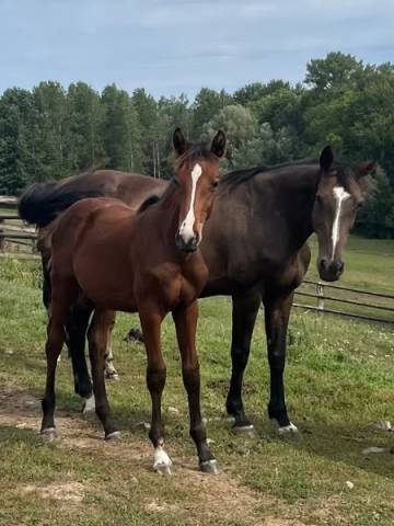 Poulinière alma d'auzay la pleine de untouchable 27 