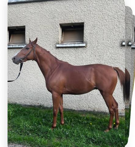 A vendre pur sang 