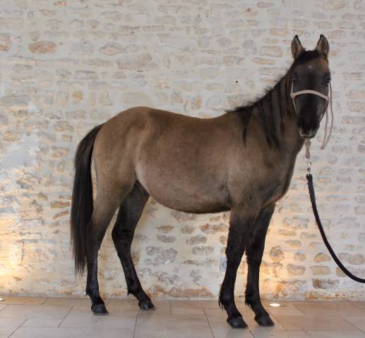 Entier quarter pony lignée taris catalyst