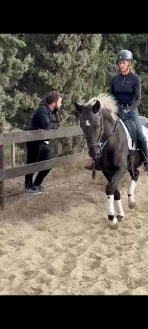 Arrêt d'élevage juments pouliches et entier