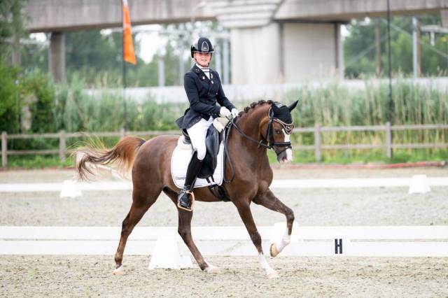 Hongre welsh poney (section d), welsh cob  a vendre 2015 alezan brulé par king william