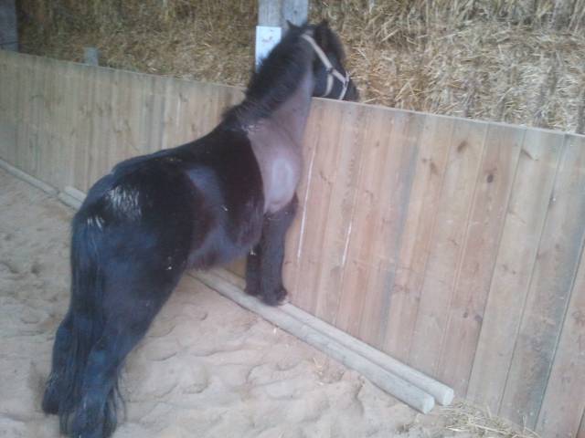 Cherche palefrenier dans l'eure dpt 27 de suite 