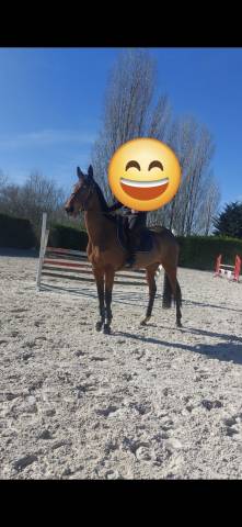 Jument  pur  sang  par storm the stars