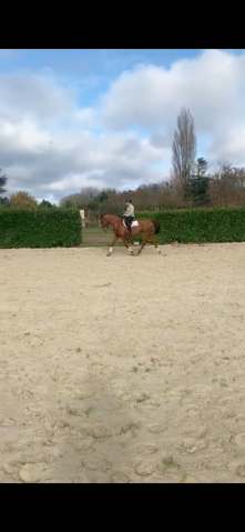 à vendre - selle français de 12 ans, 172