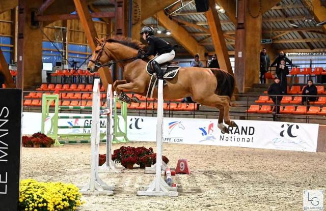 à vendre - selle français de 12 ans, 172