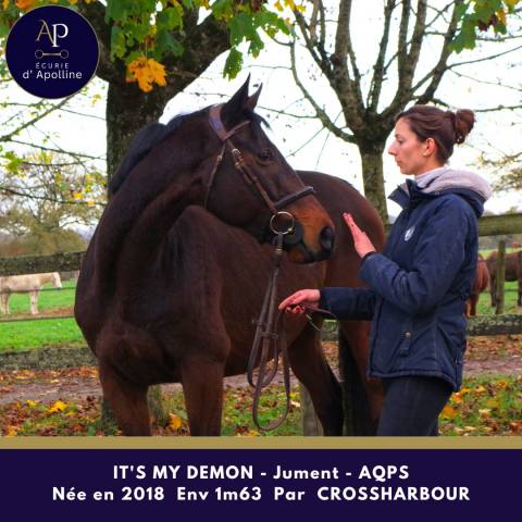Jument aqps pour bonne maison