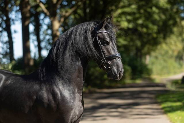 Vesper – étalon frison 2022 – jouwe × omer