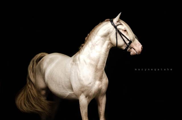 Lucero del sol ii : lucero del sol étalon pre apto