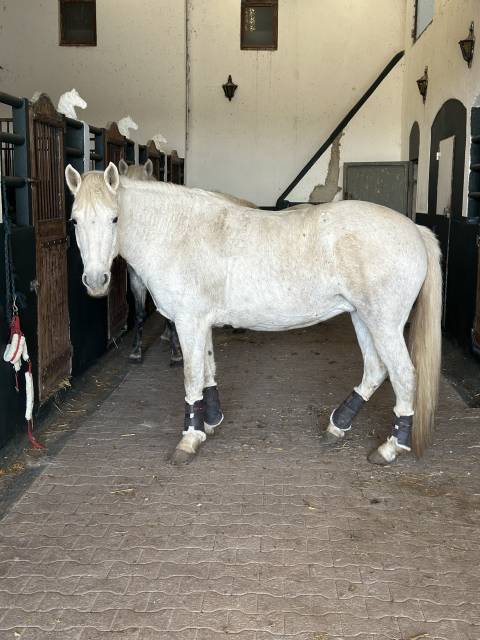 Camargue disponible à la vente