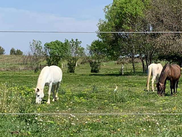 Propriété équestre exceptionnelle près de montpellier 