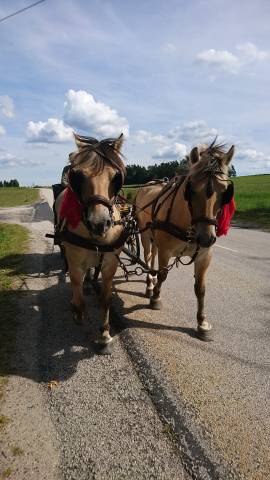 Fjords pp attelés en paire 