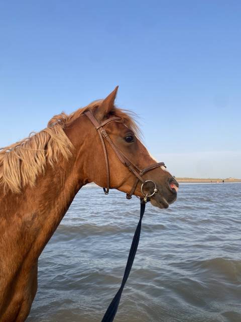 Poney 7 ans pfs pour club ou poulinière