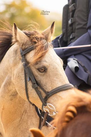 Fareneit : sous le sapin
