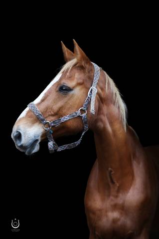 Apple : sous le sapin