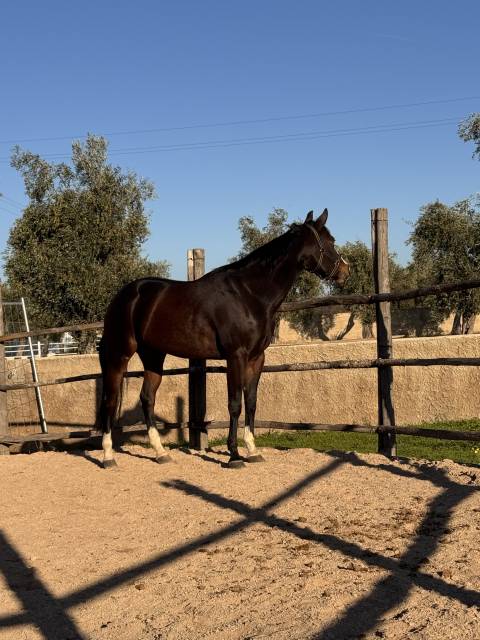 Jument quarter horse a vendre 2021 bai brun par colonels shining gun