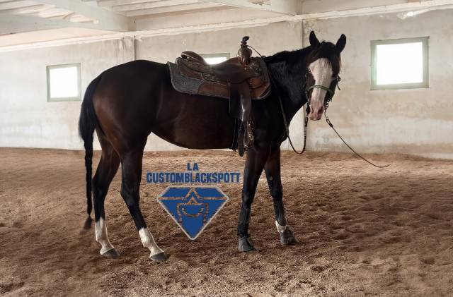 Jument quarter horse a vendre 2021 bai brun par colonels shining gun