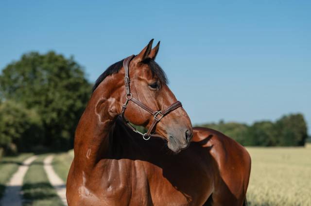 Hongre, selle français, 9 ans 