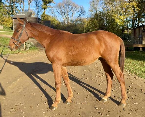 Hongre 2 ans selle français par ekano dks