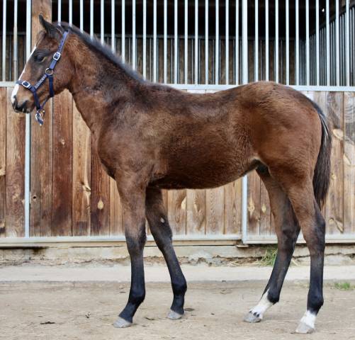 Poulain aqps par david du berlais 