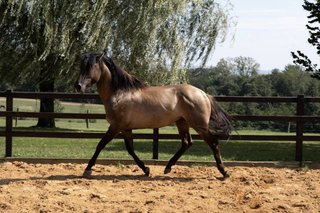 Lyowen kal kansas : saillie 2026 amercican azteca horse fondation