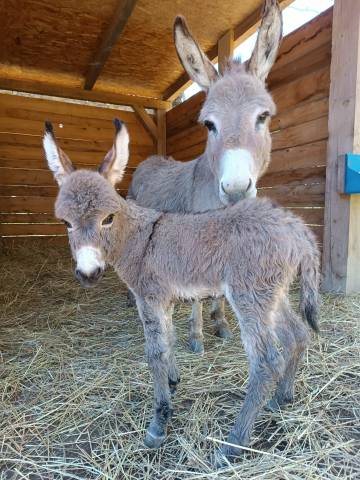 ânes sardes miniatures