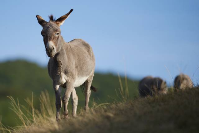 ânes sardes, miniatures
