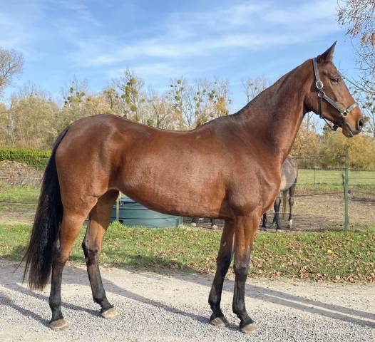 Jument akhal teke 6 ans 