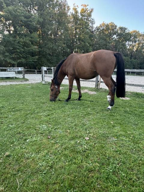 à vendre – trotteur français 7 ans, idéal loisir