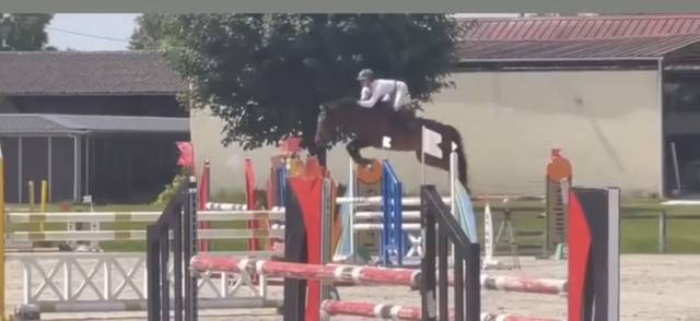 ? à louer – cheval de sport 6 ans 