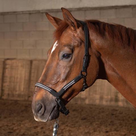 Licol cuir Flash - Harry's Horse - Anatomique et chic