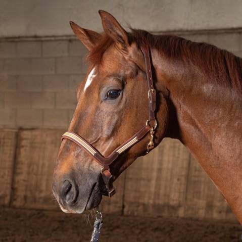 Licol cuir Flash - Harry's Horse - Anatomique et chic