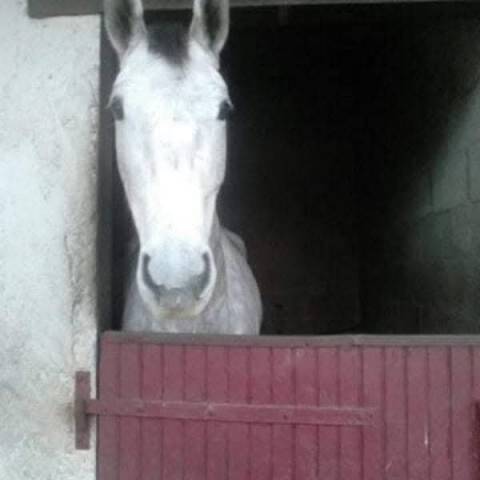 Palefrenier soigneur cavalier 