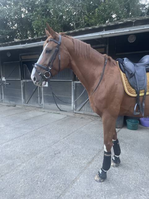 Selle de dressage devoucoux Harmonie S 17,5