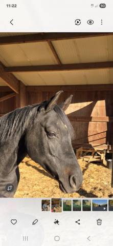 Jeune hongre poney anglo arabe 