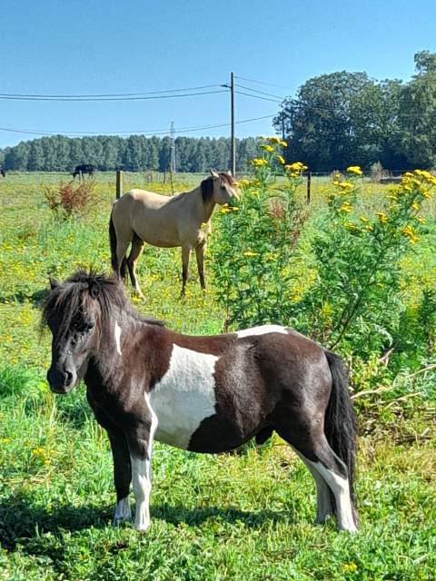 Hongre,shetland 