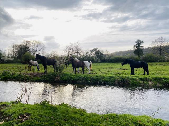 Pension chevaux retraite - domaine d’’agartha - 27190 la bonneville sur iton