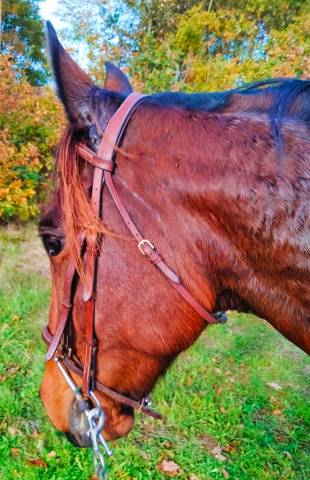 Trotteur français 6ans