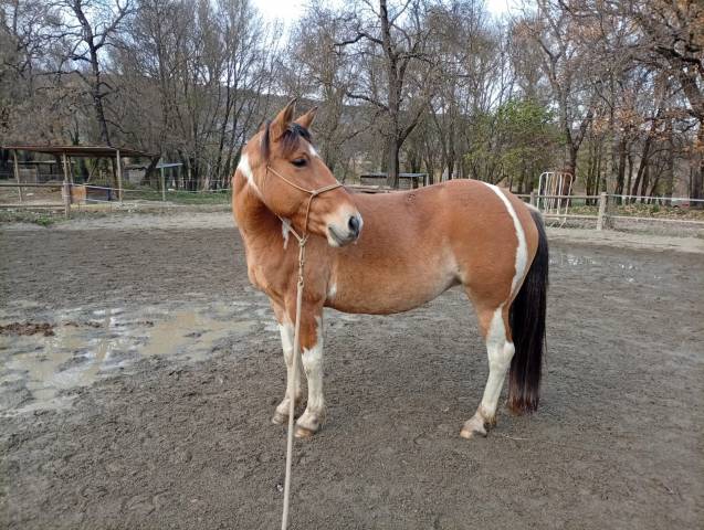 Jument paint horse × haflinger
