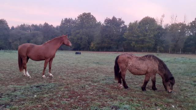 Patures pour chevaux - 35310 breal sous montfort