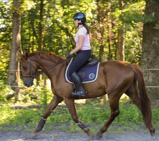 Hongre 6 ans gros moyens 