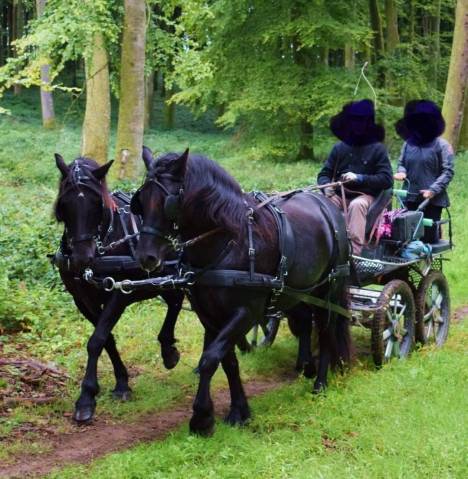 Harnais zilco en paire taille full elite