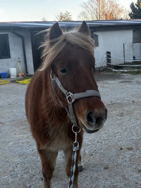 Poney 3 ans 