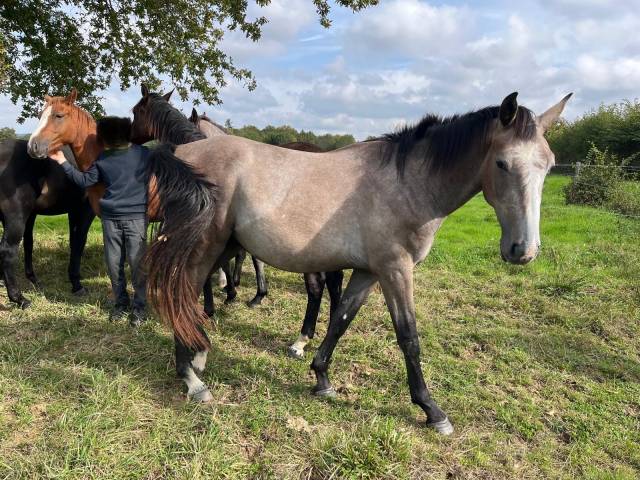Hongre selle français de 2 ans