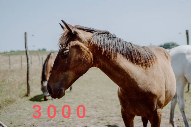 Petite jument 3 ans sport z 1m56