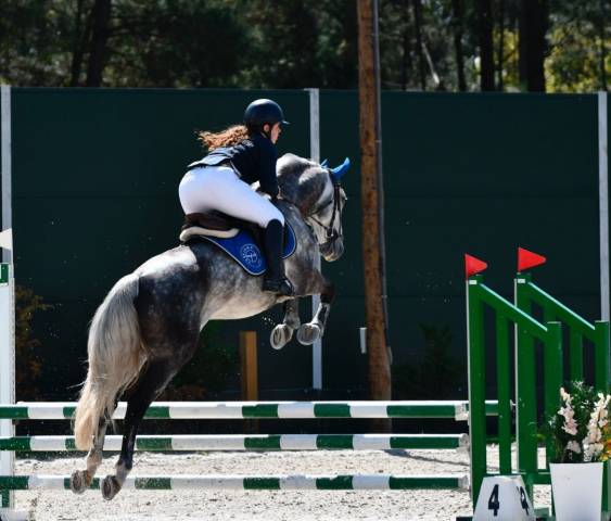 Lusitanien polyvalent, 9 ans