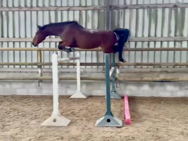 Jument sf cso/cce +++