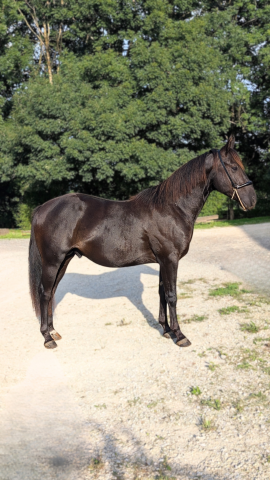 N' joy, superbe quarter horse mâle de 2 ans au caractèr