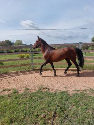  engreido - hongre pre de 8 ans 