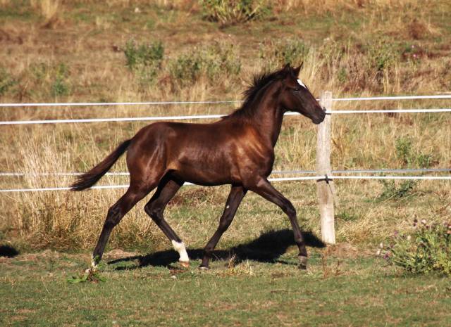 Pouliche lusitanien noire 8 mois 